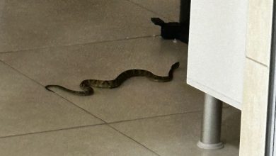 Surpresa indesejada: jararaca aparece em banheiro de associação em Timbó