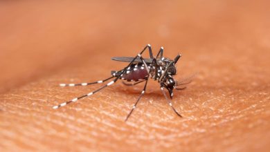 Timbó registra 77 casos suspeitos de dengue em 2025