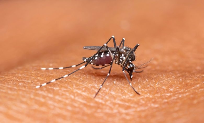 Timbó registra 77 casos suspeitos de dengue em 2025