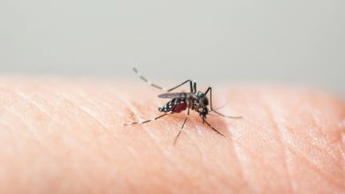 Com sete casos de dengue em 2025, Timbó reforça ações de combate