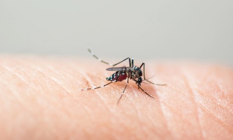 Com sete casos de dengue em 2025, Timbó reforça ações de combate