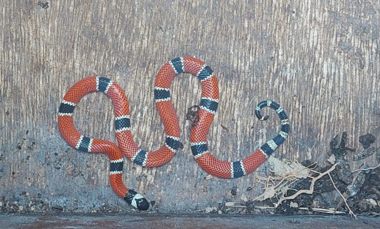 Cobra coral é capturada nos fundos de ambulatório em Blumenau