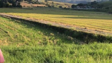Corpo em decomposição é encontrado às margens de rodovia em Rio do Oeste