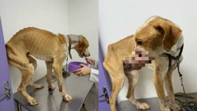 Cão vítima de maus-tratos é encontrado com feridas abertas e extrema magreza em Apiúna