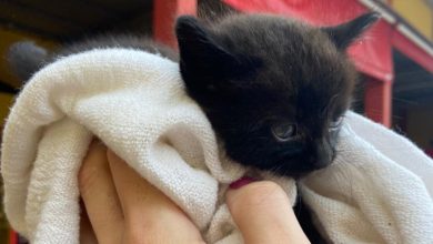 Bombeiros são acionados para resgate de gato preso em bueiro em Timbó