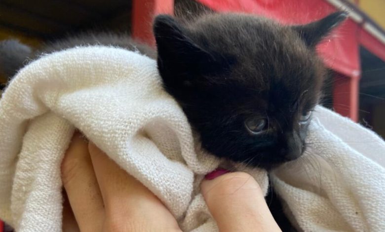 Bombeiros são acionados para resgate de gato preso em bueiro em Timbó