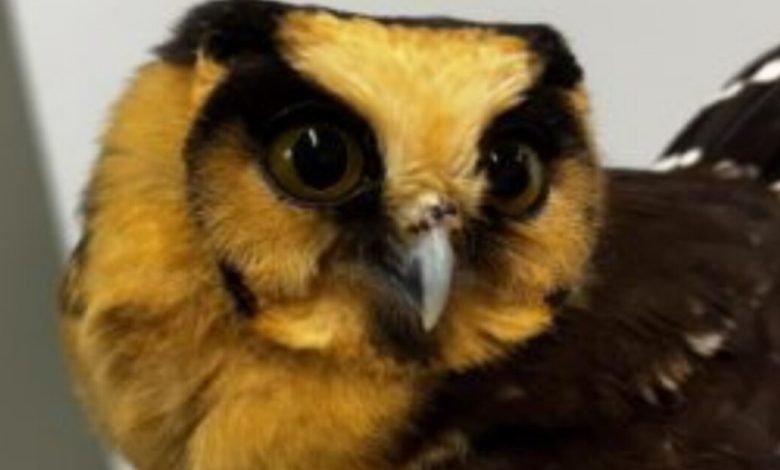 Coruja de espécie rara é resgatada após colidir com vidraça de supermercado em SC