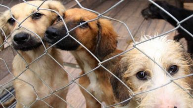 Blumenau cria Frente Parlamentar para fortalecer a proteção animal