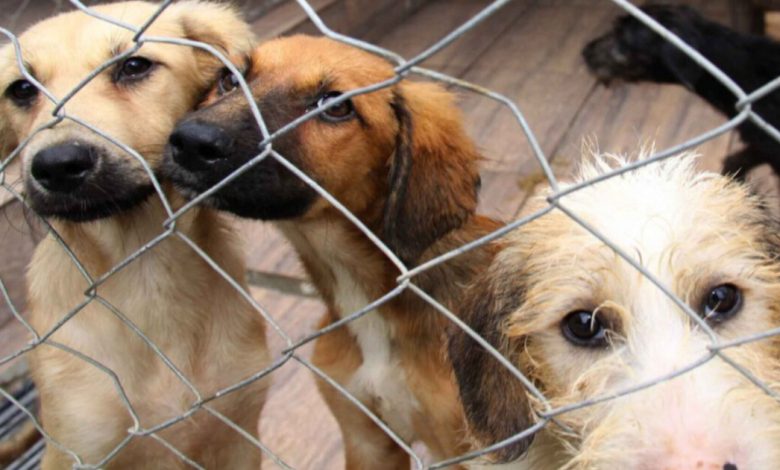 Blumenau cria Frente Parlamentar para fortalecer a proteção animal