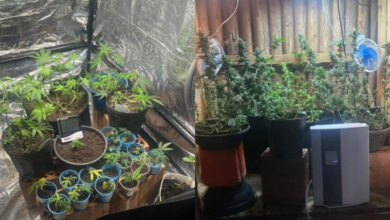 Homem é preso por cultivo ilegal de maconha em residência em Apiúna, haviam 5 pés e 15 mudas