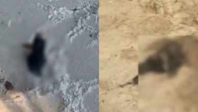 Cerca de 6 cães são encontrados decapitados em praia da Grande Florianópolis