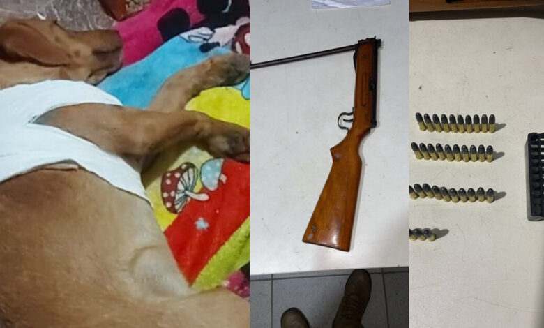 Cachorro leva tiro de vizinho que temia ataque às galinhas em Itajaí