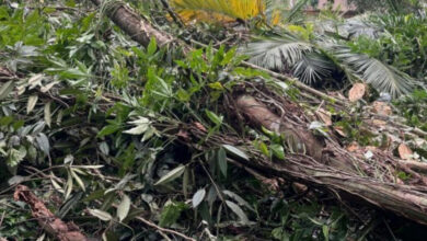 Homem é flagrado cortando árvores e palmito-juçara em área de vegetação nativa em Timbó