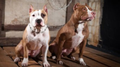 Mulher é atacada por pitbulls instigados pelo marido em Brusque