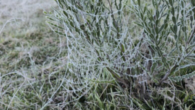 Geada e temperaturas negativas marcam o amanhecer na Serra catarinense
