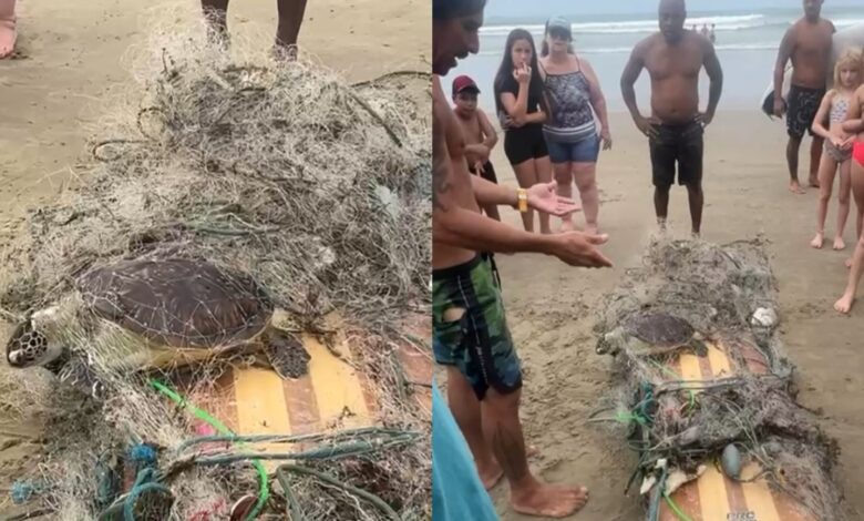 Tartarugas são encontradas mortas em rede de pesca na Praia do Gravatá, em Navegantes