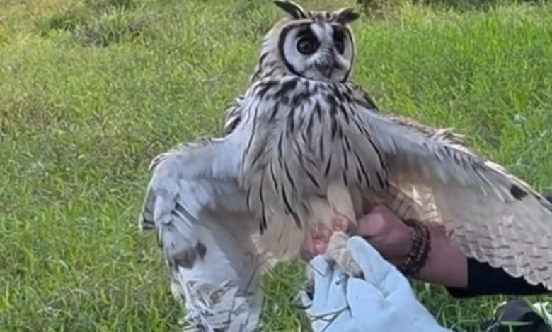 Coruja-orelhuda fica presa a cerca de 6 metros de altura e é salva em Jaraguá do Sul