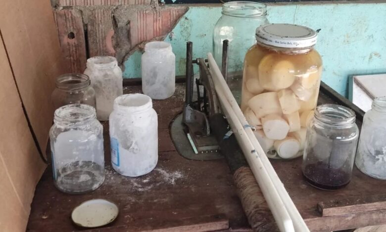 Fábricas clandestinas são fechadas e mais de 400 mil kg de palmito são apreendidos em Ascurra e Rodeio