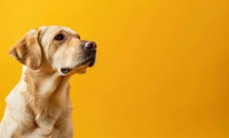 Senado aprova novas regras para transporte aéreo de cães e gatos em voos domésticos