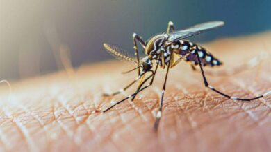 Com aumento nos casos, Timbó intensifica ações contra a dengue