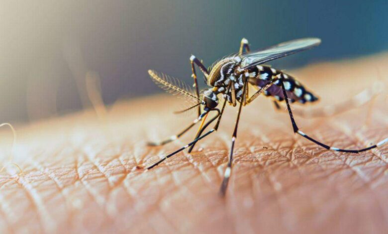 Com aumento nos casos, Timbó intensifica ações contra a dengue