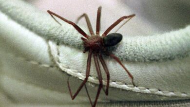 Cresce o alerta para acidentes com aranha-marrom após morte em SP
