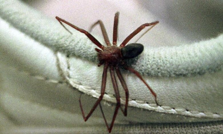 Cresce o alerta para acidentes com aranha-marrom após morte em SP