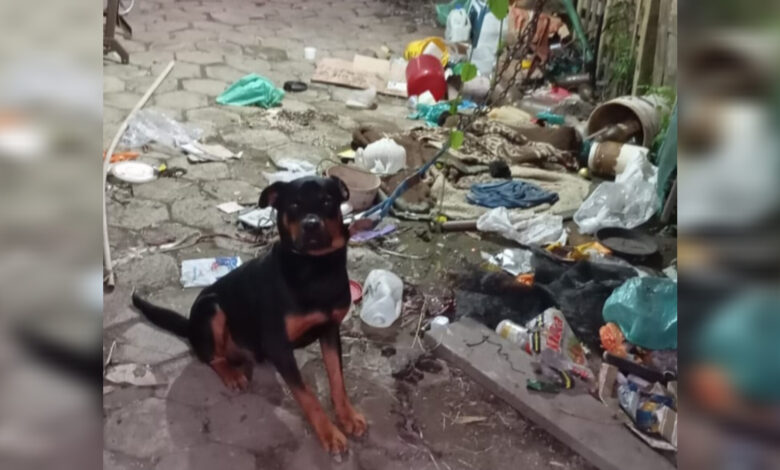 Cachorro vive amarrado em meio ao lixo há meses em Rodeio, denuncia ONG