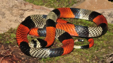 Bombeiros capturam cobra escondida atrás de armário em residência de Blumenau