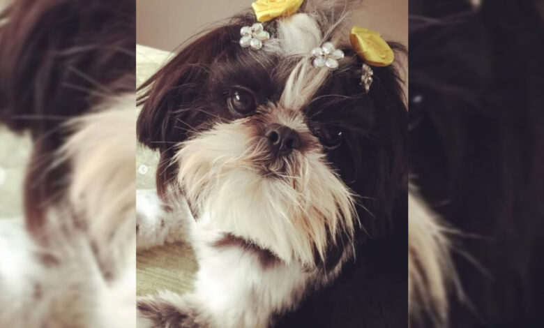 Cadela morre após ser deixada sozinha e amarrada em pet shop de SC; dois funcionários foram indiciados