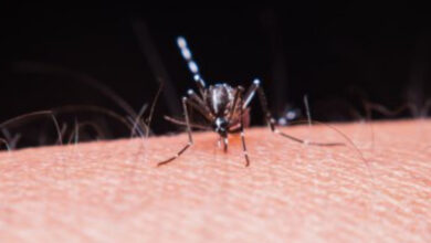 Menina 8 anos é a primeira criança a morrer de dengue em Mato Grosso do Sul em 2025