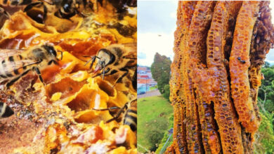 Colmeia com mais de 100 mil abelhas é retirada do telhado de escola em SC