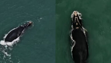 Avistamentos antecipados de baleias-francas marcam o início da temporada 2025 no litoral catarinense