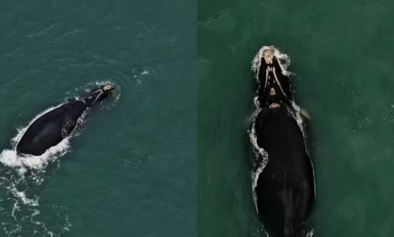 Avistamentos antecipados de baleias-francas marcam o início da temporada 2025 no litoral catarinense