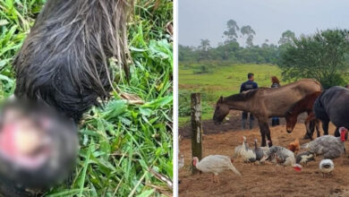 Mais de 160 animais em situação de maus-tratos são resgatados em Joinville; uma pessoa foi presa