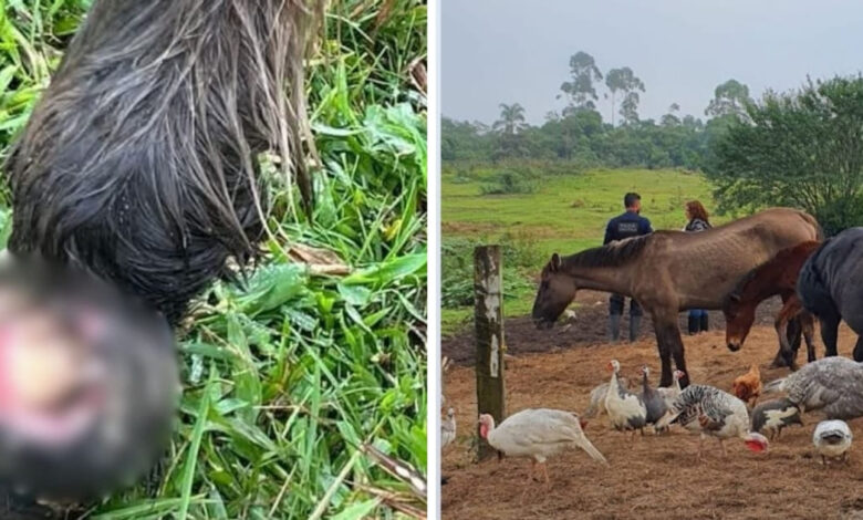 Mais de 160 animais em situação de maus-tratos são resgatados em Joinville; uma pessoa foi presa