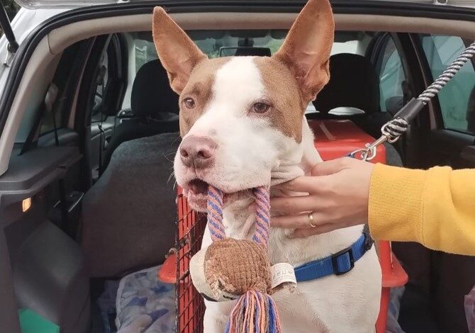 Pitbull do Cepread Blumenau doa sangue e ajuda a salvar vida de cachorrinha