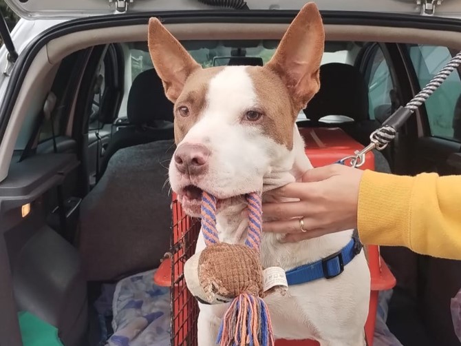 Pitbull do Cepread Blumenau doa sangue e ajuda a salvar vida de cachorrinha