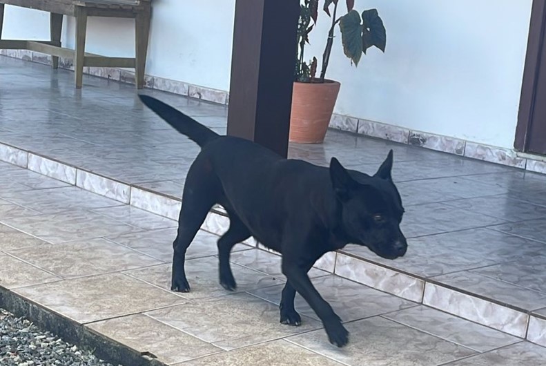 Moradora de Timbó procura família para cadela perdida no Bairro Industrial 