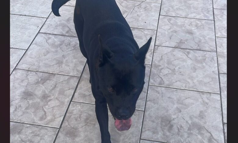 Moradora de Timbó procura família para cadela perdida no Bairro Industrial