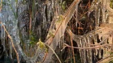 Urubici no gelo: termômetros despencam para -6,8°C