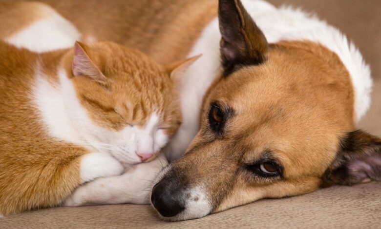 SC lança um dos maiores programas de castração de cães e gatos do país