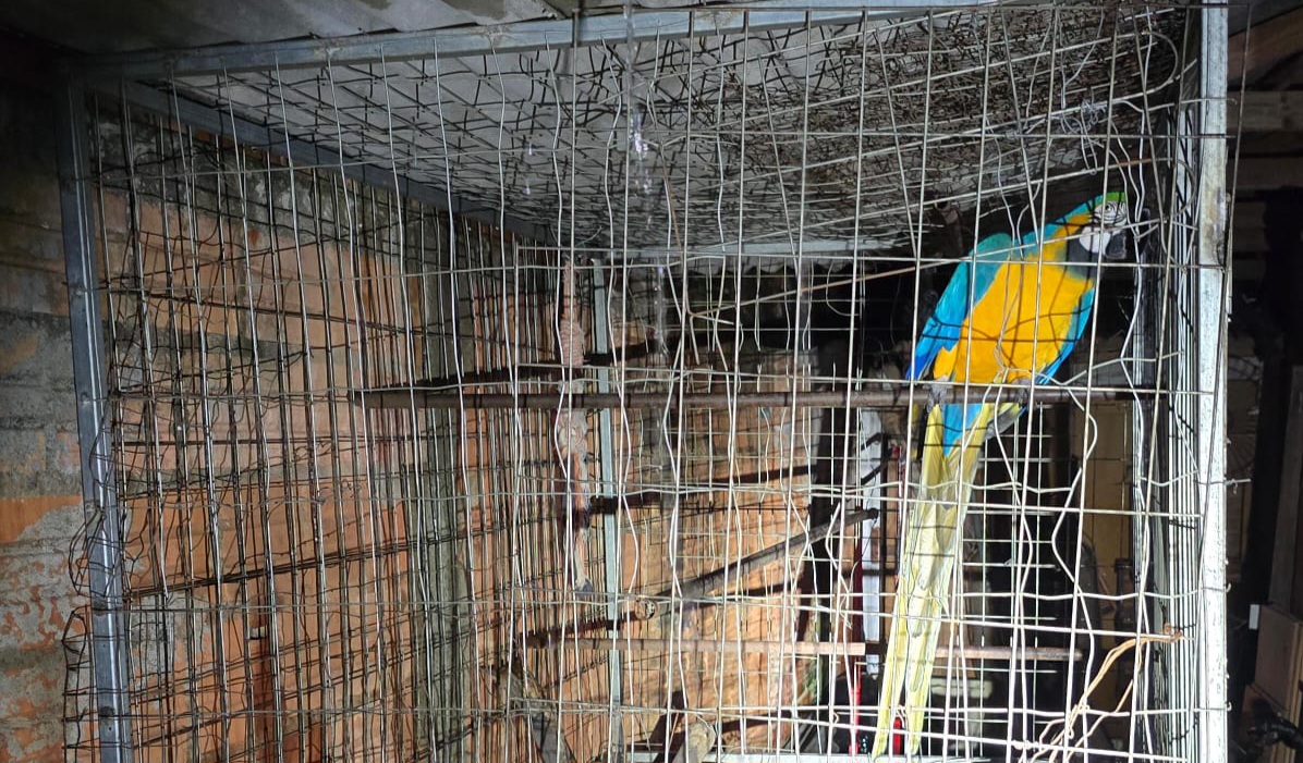 Operação combate tráfico de aves silvestres em Jaraguá do Sul