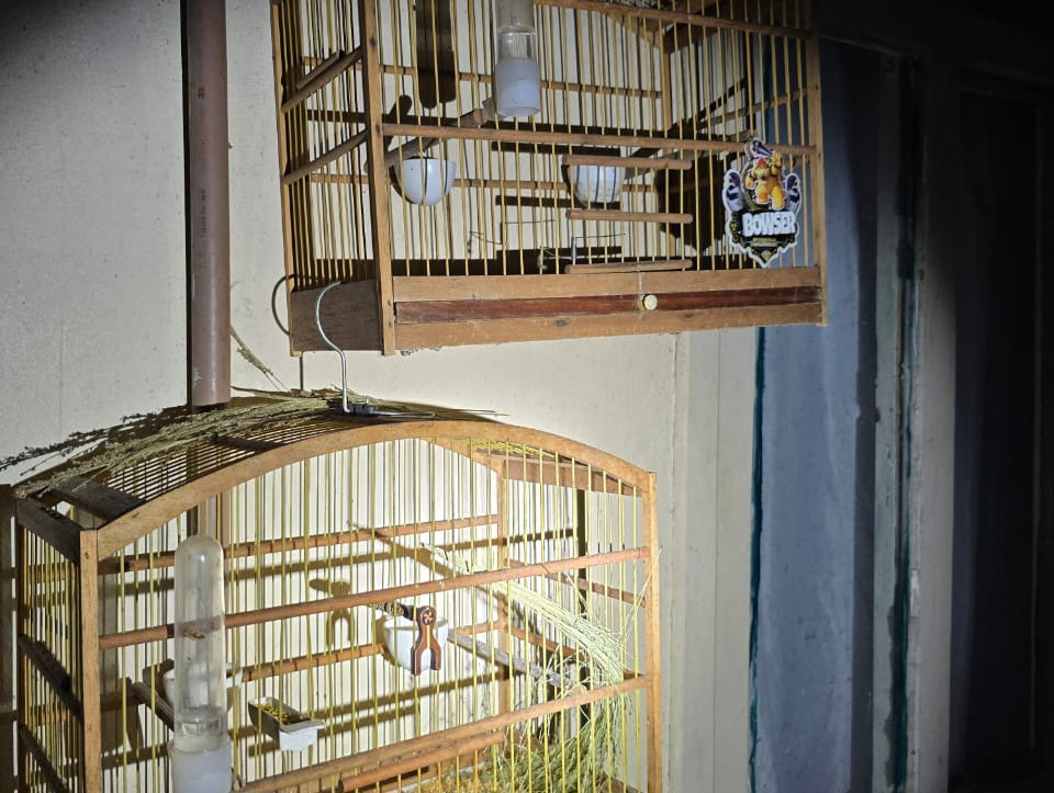 Operação combate tráfico de aves silvestres em Jaraguá do Sul