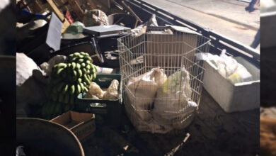 Homem responderá judicialmente por maus-tratos a 24 animais em Timbó