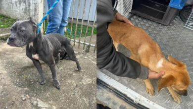 Polícia Militar prende 2 homens por maus-tratos a cães e desacato em Rio do Sul