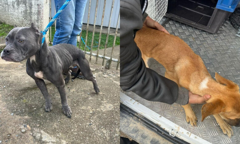 Polícia Militar prende 2 homens por maus-tratos a cães e desacato em Rio do Sul