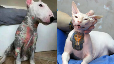 Brasil proíbe tatuagens e piercings estéticos em cães e gatos