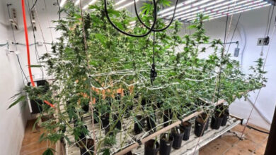 Polícia descobre estufa de supermaconha em casa de luxo em SC