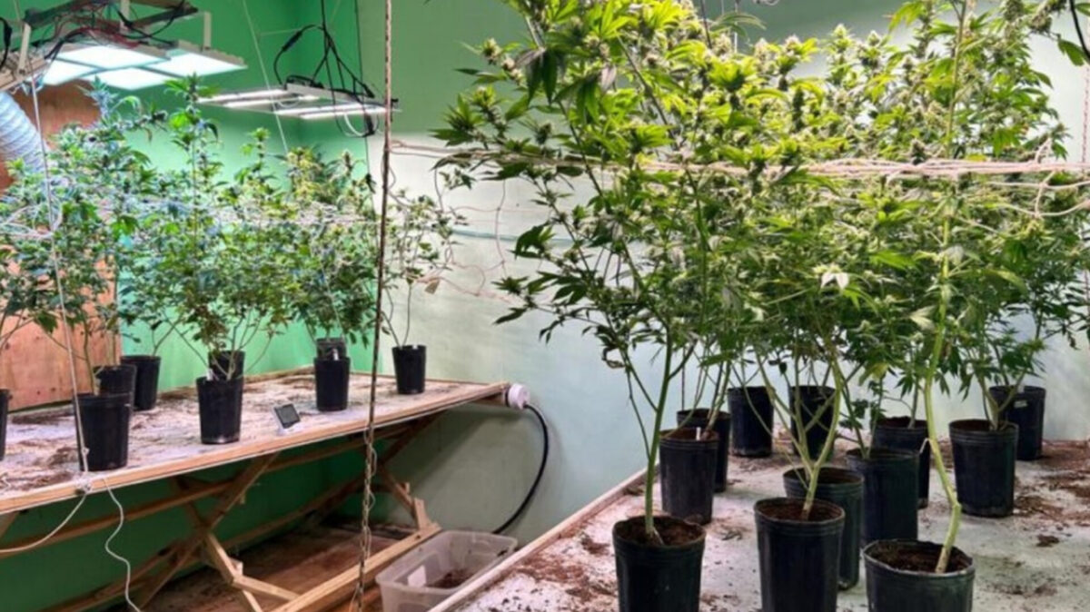 Polícia descobre estufa de supermaconha em casa de luxo em SC